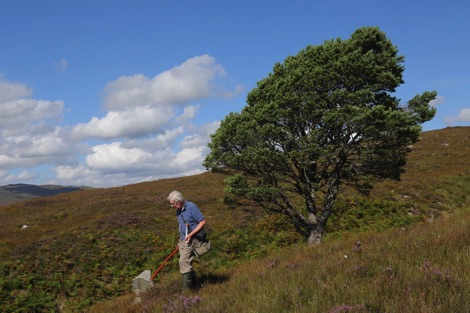Peter Chandler sweep-netting for fungus gnats beside a lone Scots pine on Dundreggan in August 2016